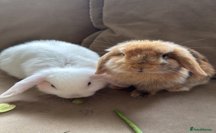 German Lop rabbits - Advert 1