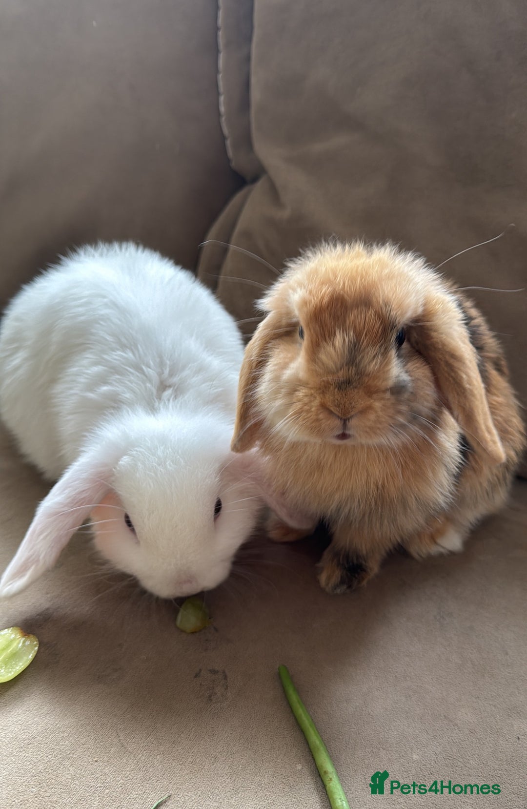 German Lop rabbits for sale: 9 month old German lops full set up  - Image 1