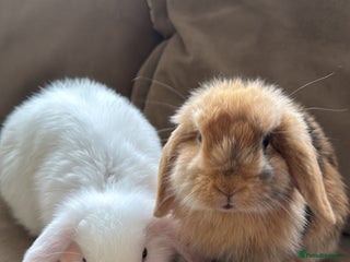 German Lop rabbits - Advert 1