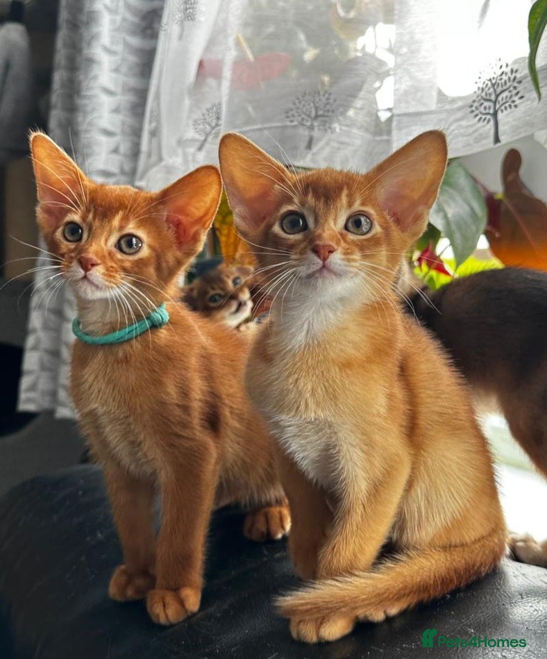 Abyssinian cats Abyssinian kittens  - Advert 12