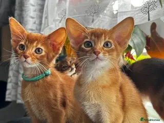 Abyssinian cats Abyssinian kittens - Advert 12