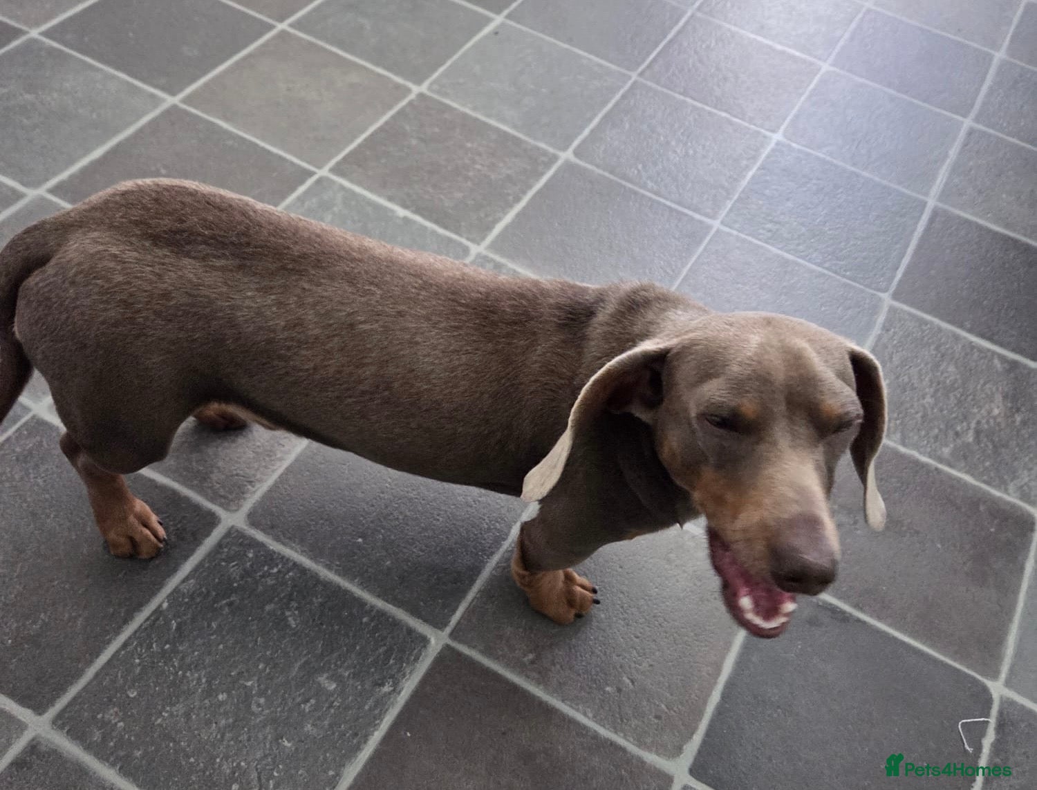 Miniature Dachshund dogs for stud: KC Registered Isabella & Tan Stud in Keighley - Advert 3