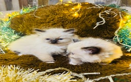 Ragdoll cats for sale: GCCF Pure Ragdoll Seal/Blue Point Lynx Mitted - Advert 27
