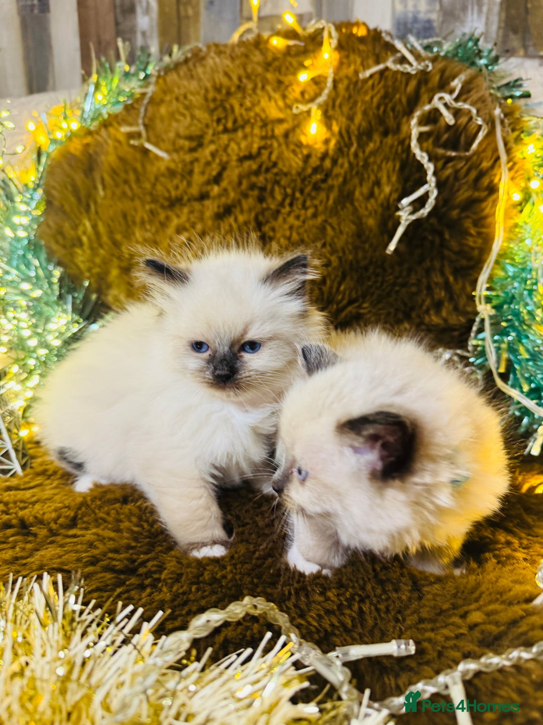 Ragdoll cats for sale: GCCF Pure Ragdoll Seal/Blue Point Lynx Mitted - Advert 27