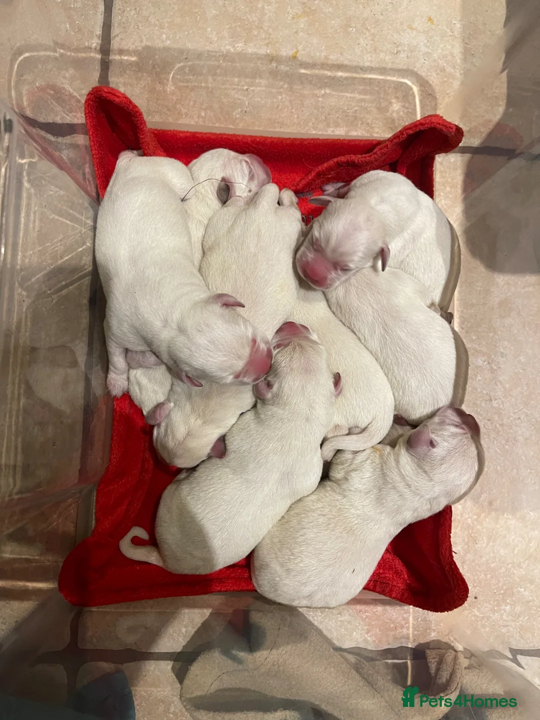 Labrador Retriever dogs for sale: Beautiful Cream KC Labrador Puppies - Advert 17