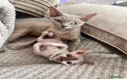 Devon Rex cats for sale: Beautiful tortie girl  - Image 6