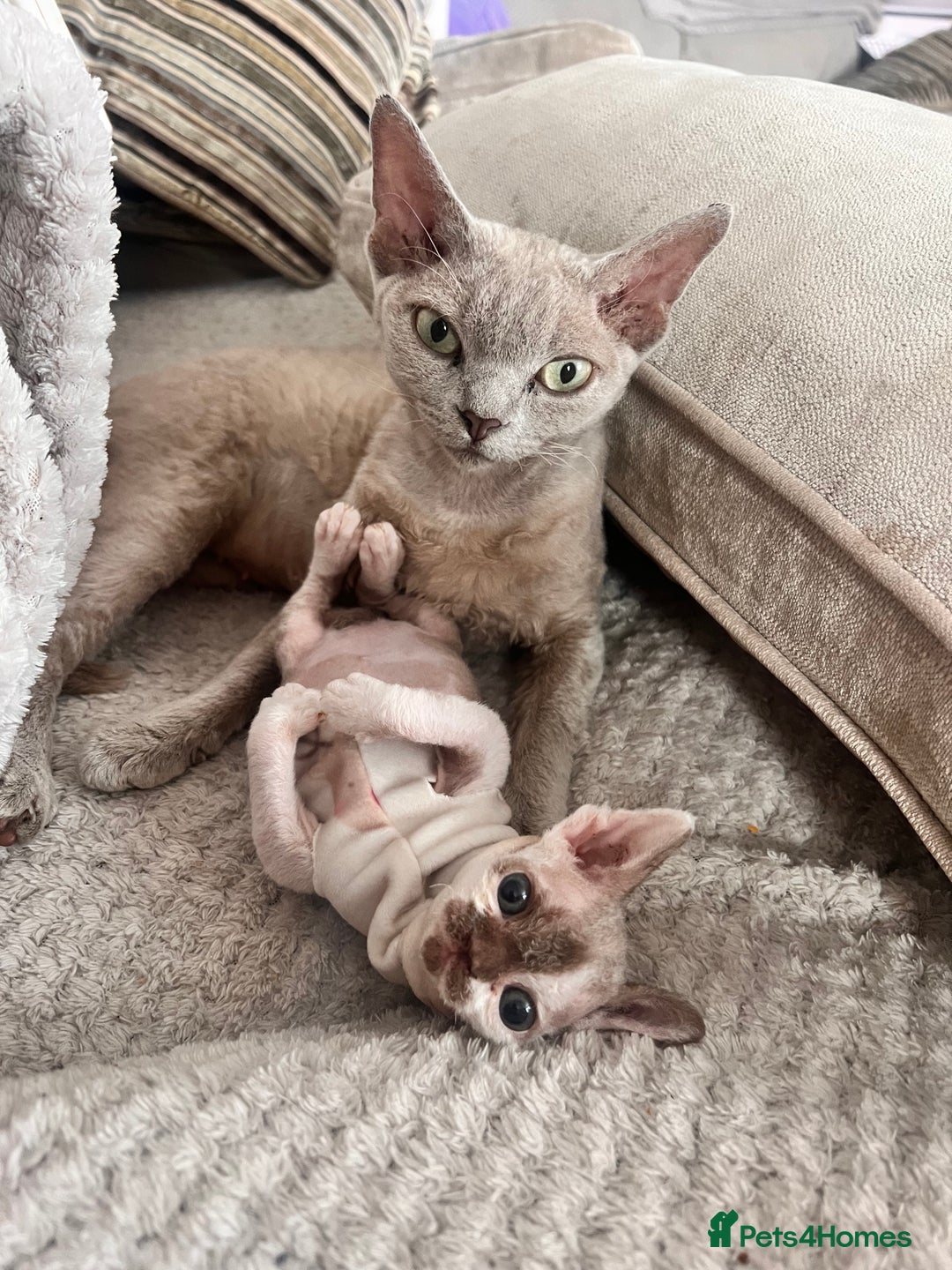 Devon Rex cats for sale: Beautiful tortie girl  - Image 6