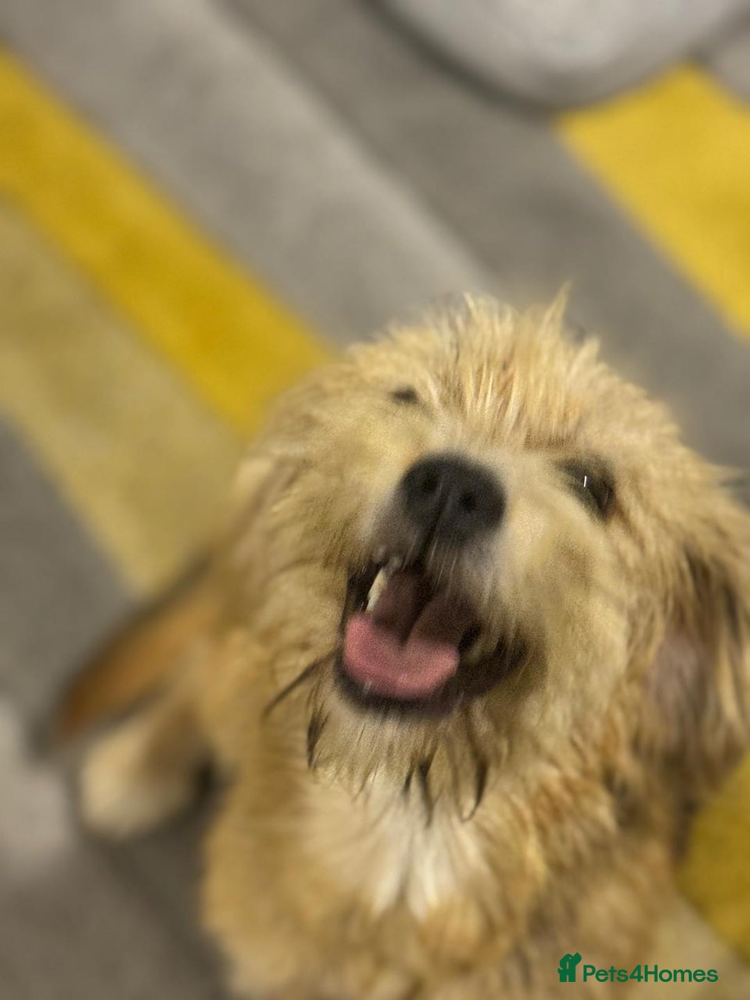 Yorkshire Terrier dogs for adoption: Sweet Daisy looking for LOVE  - Image 4