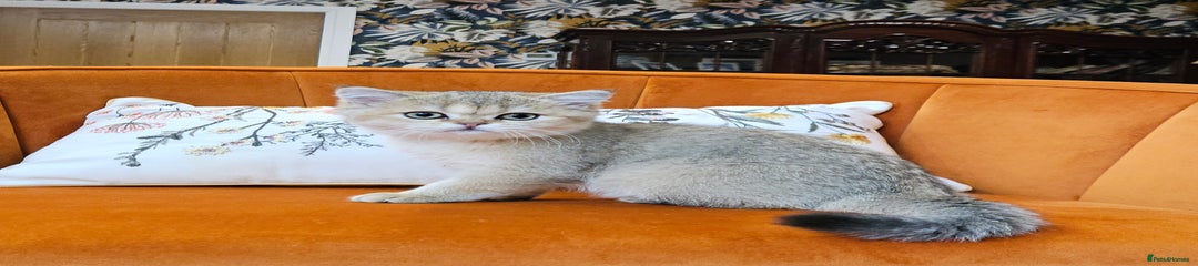 Scottish straight Shorthair Kitten 3