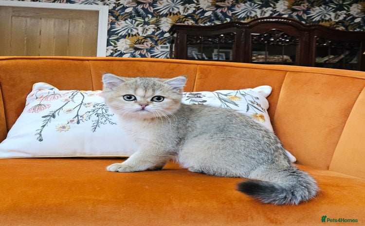 British Shorthair cats - Advert 1