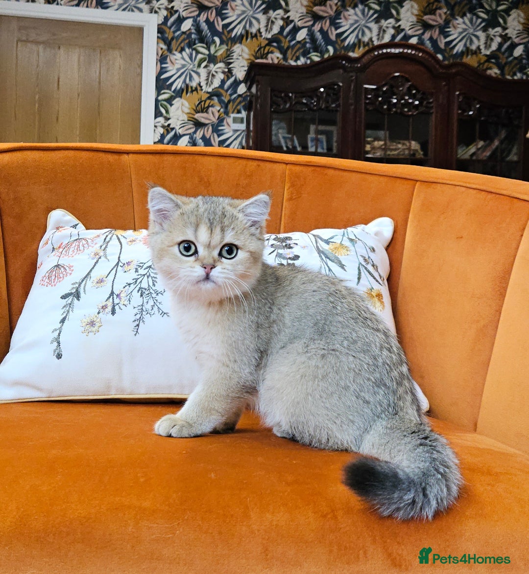 British Shorthair cats for sale: Excellent Scottish straight kittens. Ready to go - Image 2