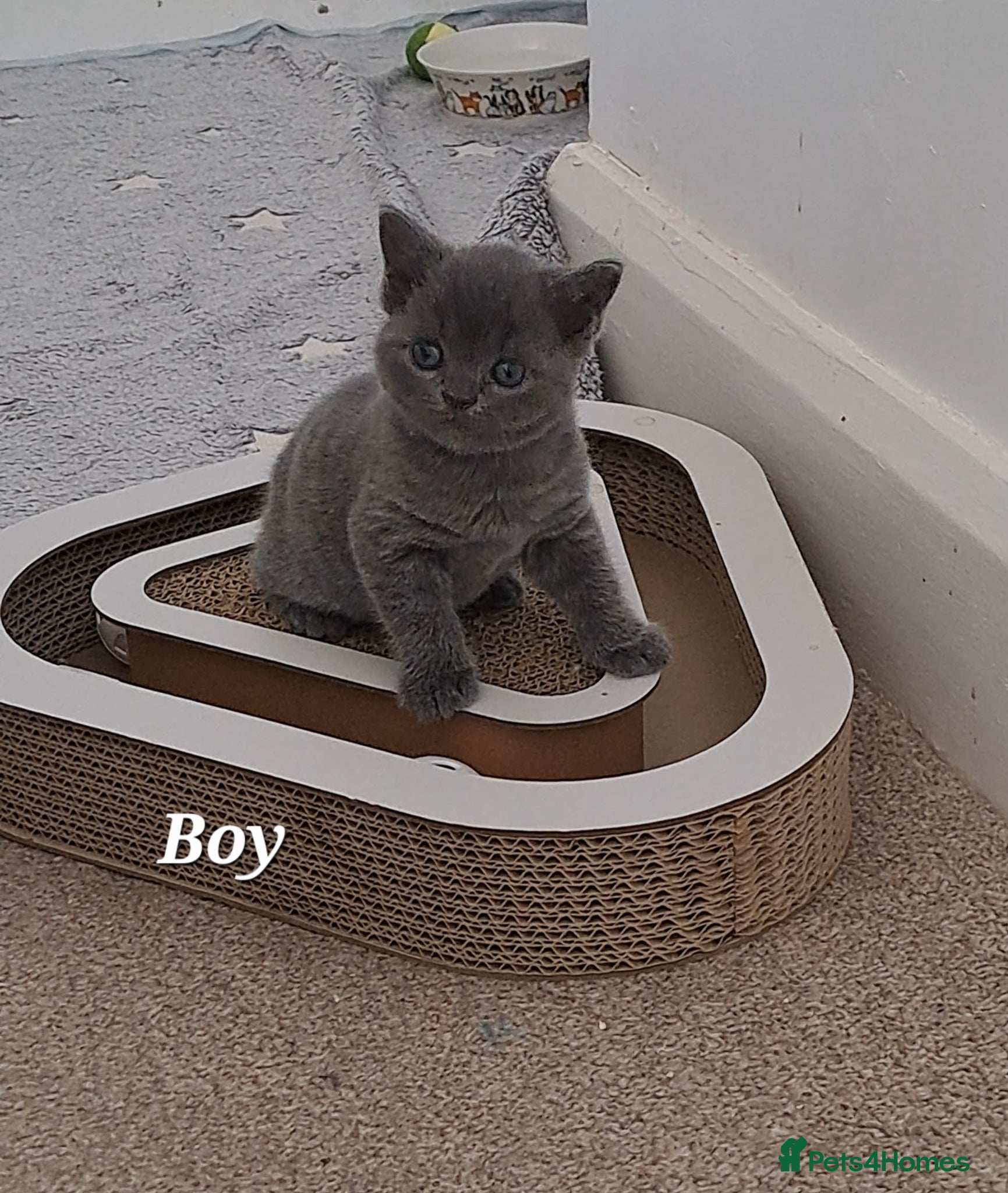British Shorthair cats for sale: British Shorthair Blue CHAMPION BLOOD LINE - Advert 5