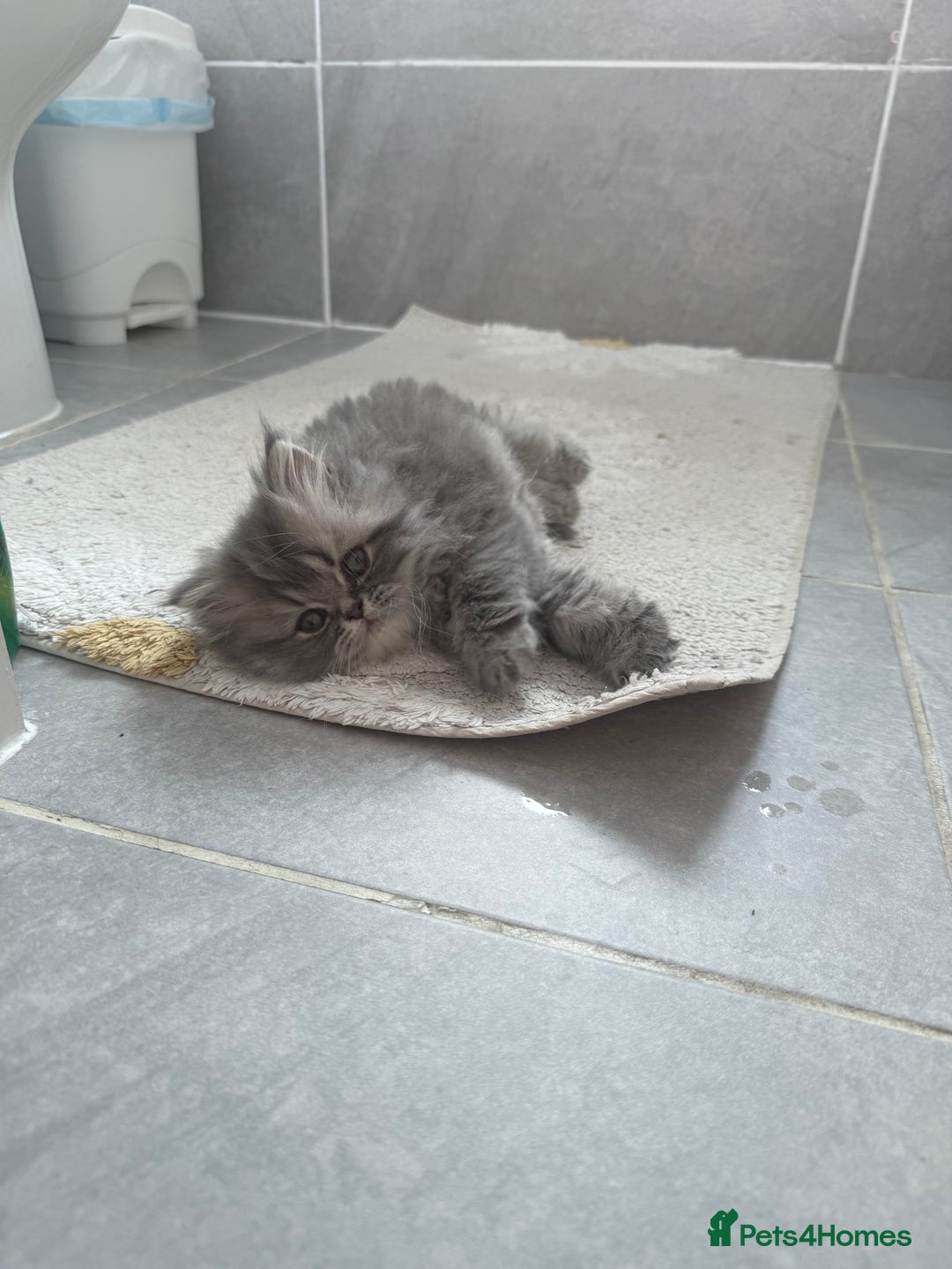 Persian cats for sale: Blue persian kitten  - Advert 5