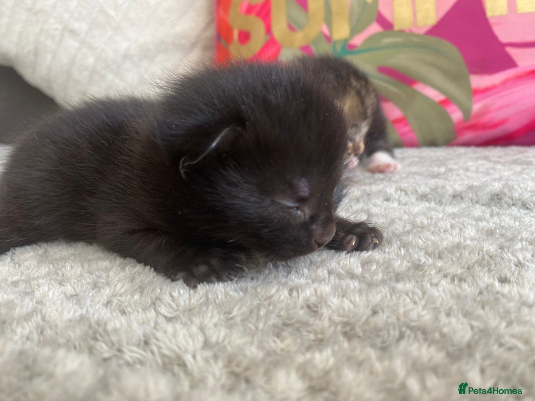Ragdoll cats for sale: Kittens 💗 - Image 3