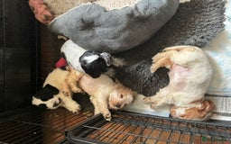 Cocker Spaniel dogs for sale: Roan English cocker spaniels  - Image 14