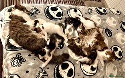 Mixed Breed cats for sale: 4 gorgeous tabby kittens - Image 4