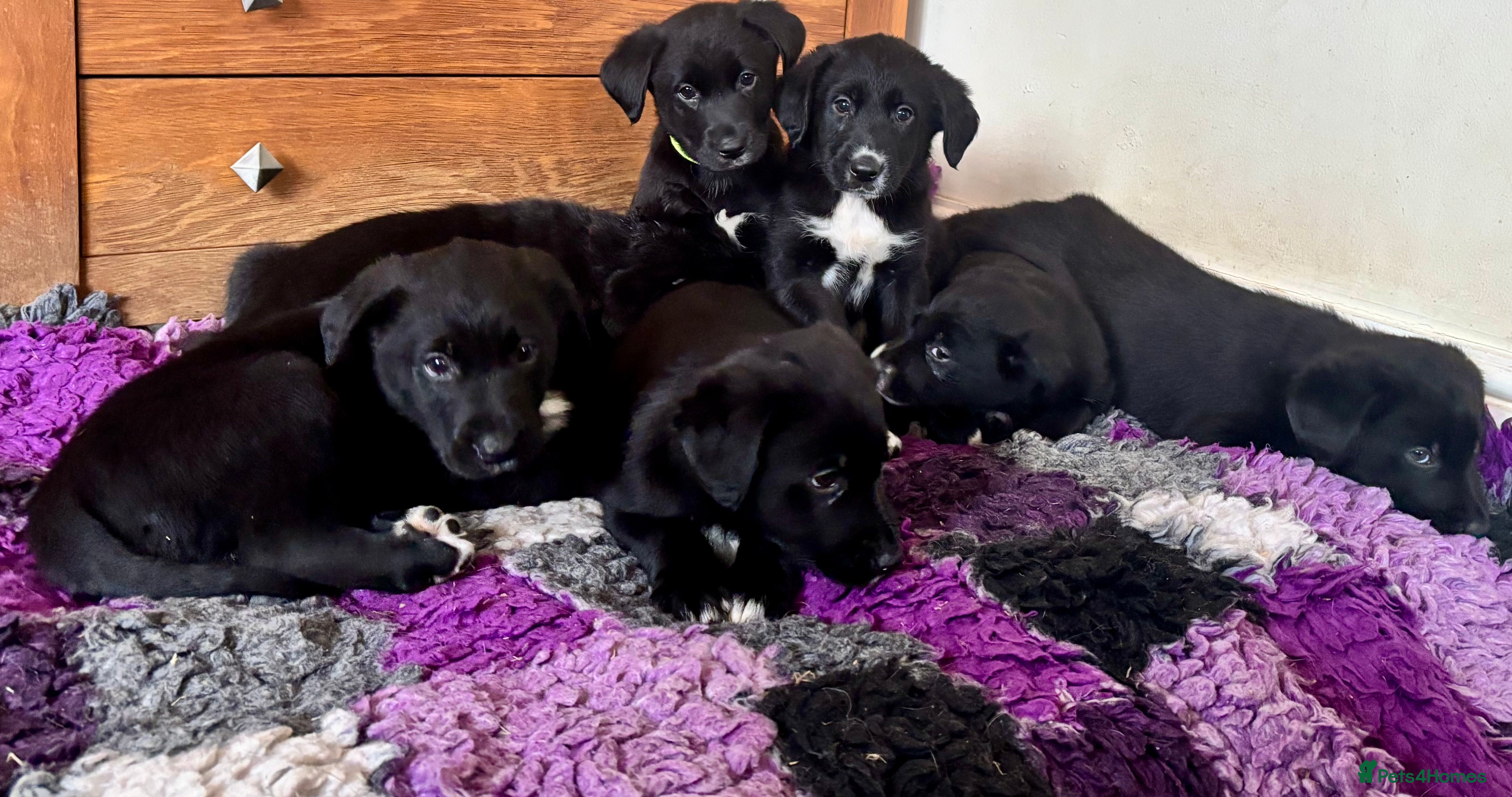 Borador dogs Beautiful Borador puppies ready now - Advert 11