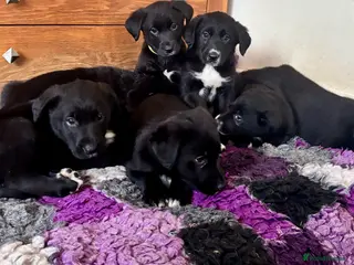 Borador dogs Beautiful Borador puppies ready now - Advert 11