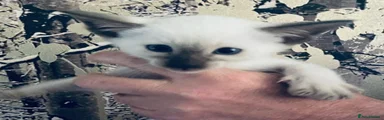 Siamese 2