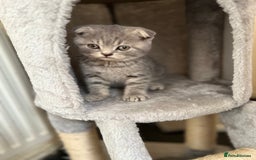 Scottish Fold cats for sale: Folded Silver Tabby boy *** REDUCED last of litter - Image 3