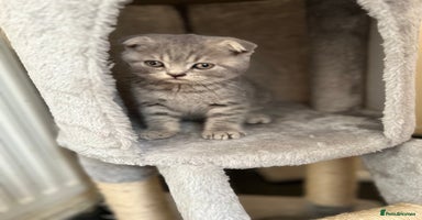 Scottish Fold cats - Advert 3