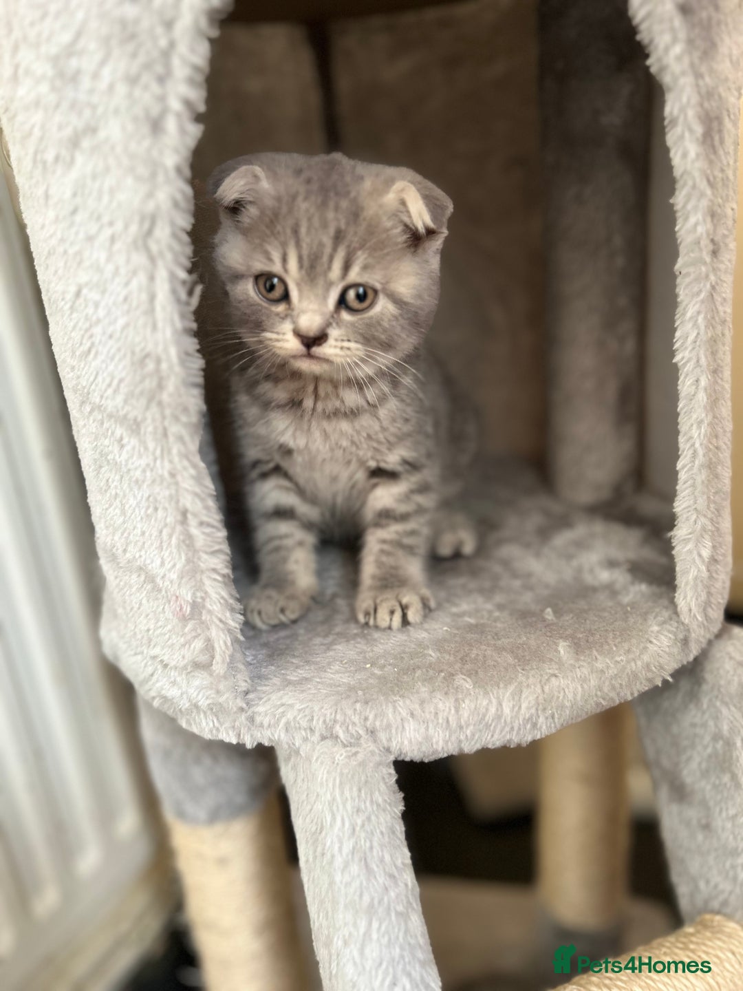 Scottish Fold cats for sale: Folded Silver Tabby boy *** REDUCED last of litter - Image 3