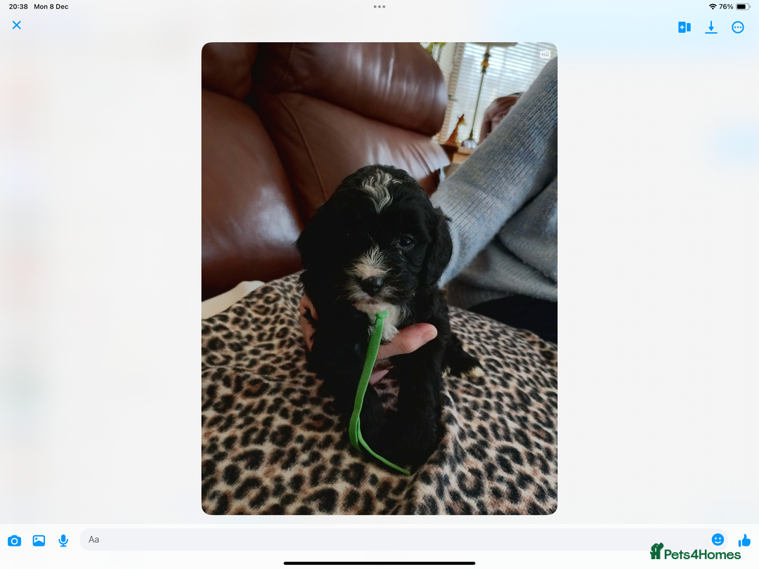 Mixed Breed dogs for sale: COCKALIERPOOS - Advert 11