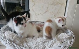 Selkirk Rex cats for sale: Adorable Selkirk Rex Kittens (Straight ) - Image 20