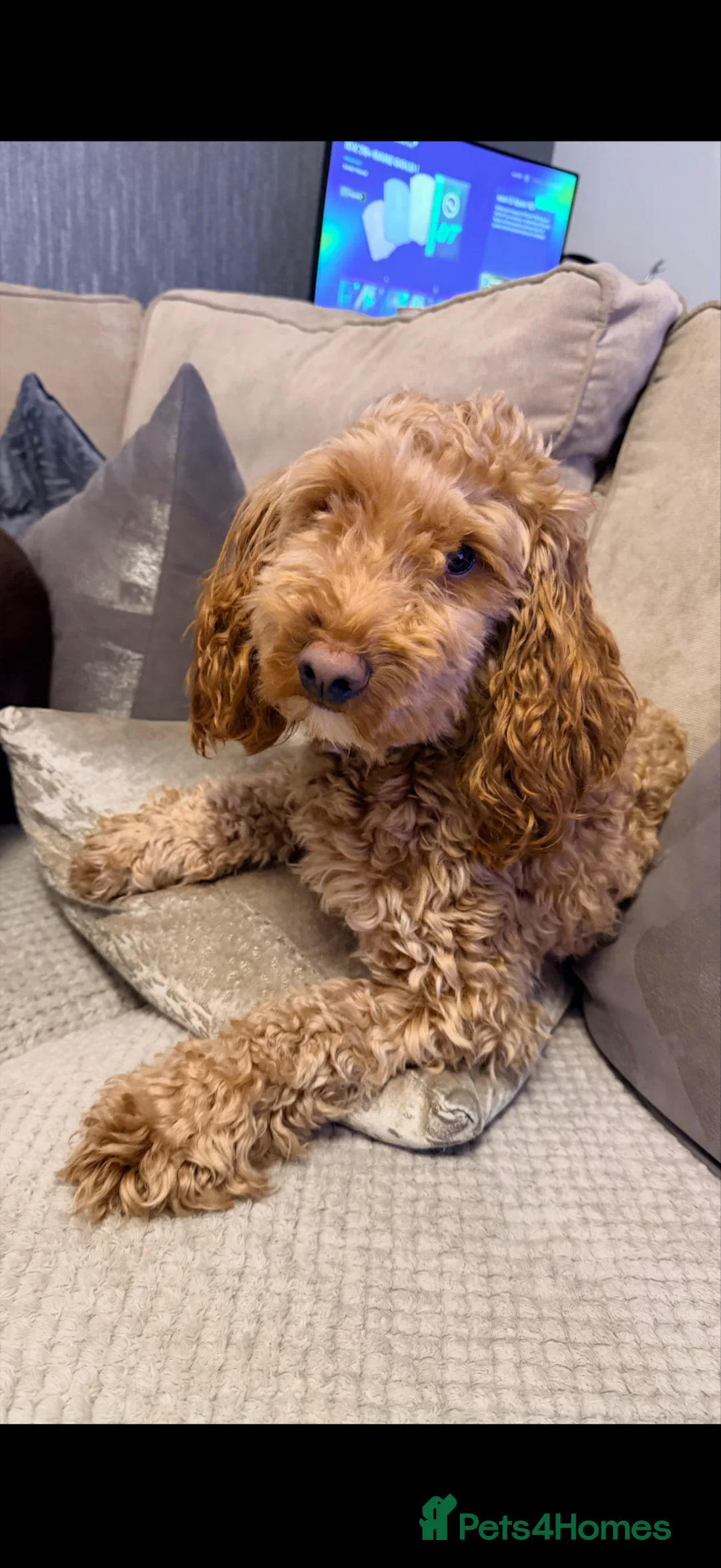 Cockapoo dogs for sale: 1.5 year old Cockapoo - Advert 1