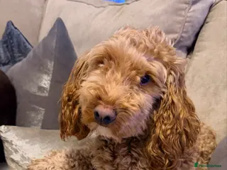 Cockapoo dogs 1.5 year old Cockapoo - Advert 7