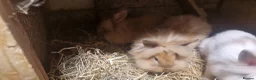 Lionhead rabbits for sale: Lovely tempered little lionhead babies- m and f - Advert 19
