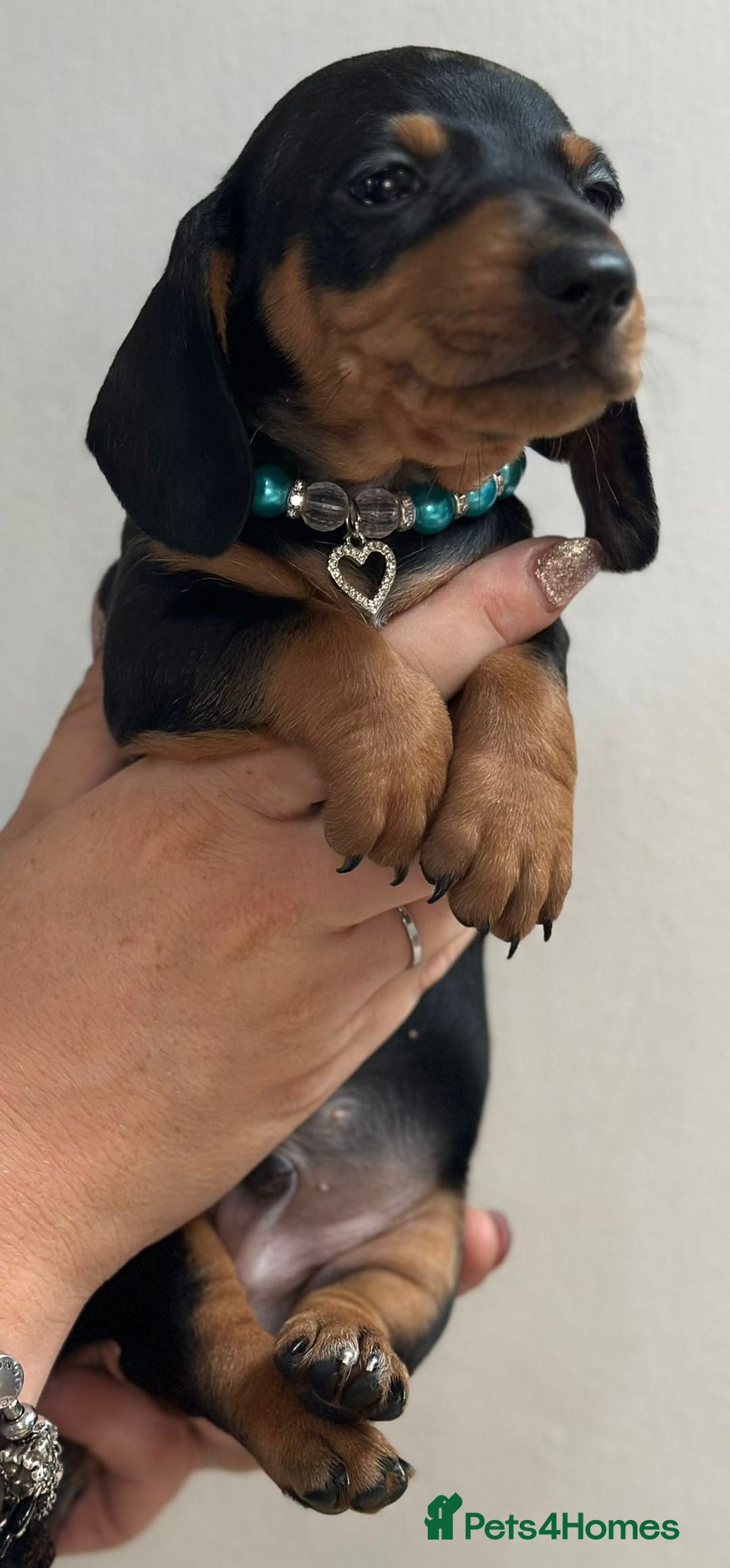 Miniature Dachshund dogs for sale: Beautiful smooth haired miniature dachshunds - Image 7