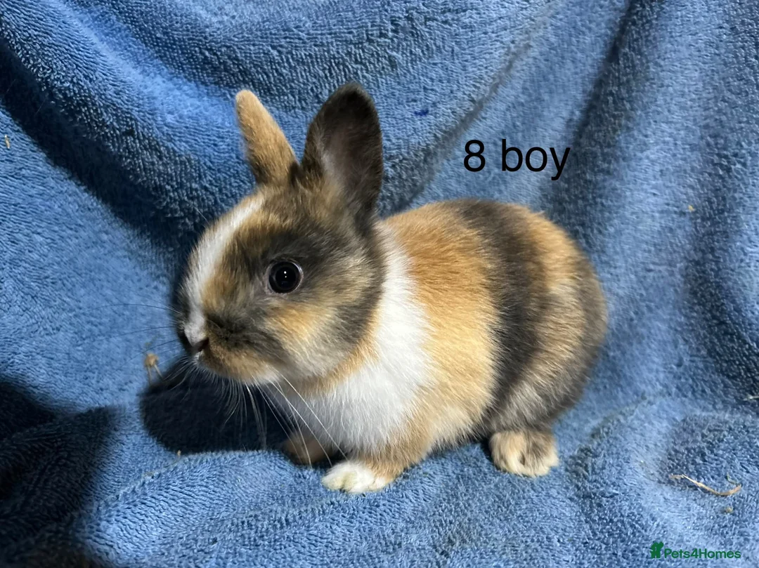 Netherland Dwarf rabbits for sale: Baby dwarf netherland rabbits  - Advert 1