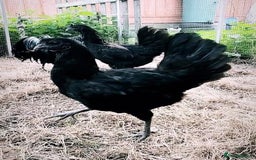 Chickens poultry for sale: RARE Ayam Cemani chicks - Image 2