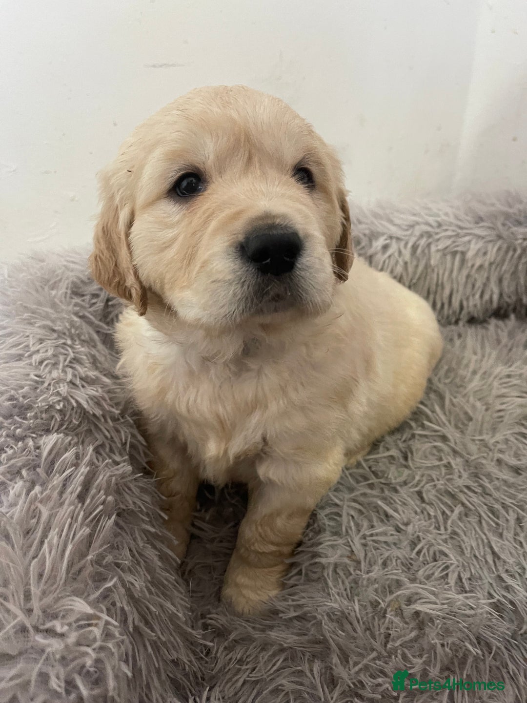 Golden Retriever dogs for sale: *one female left* Golden retriever puppies  - Advert 7