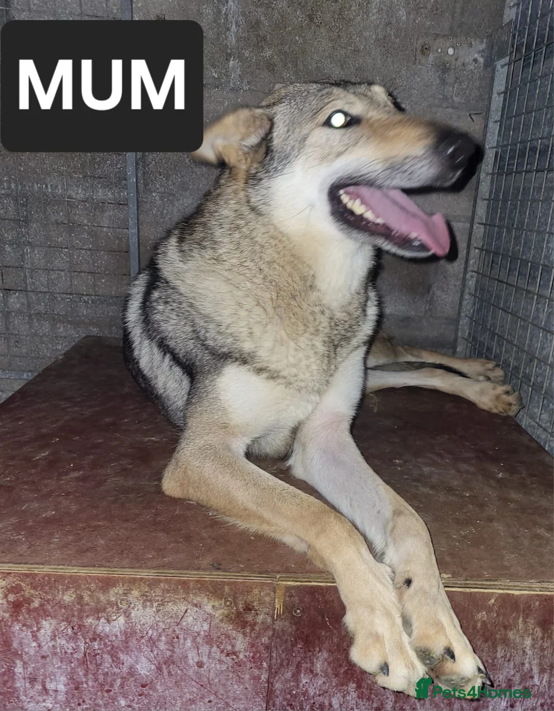 Golden Shepherd dogs for sale: Golden shepherd puppies  - Advert 8