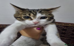 Bengal cats for sale: Bengal Kittens ( 14 WEEKS OLD )  - Image 4