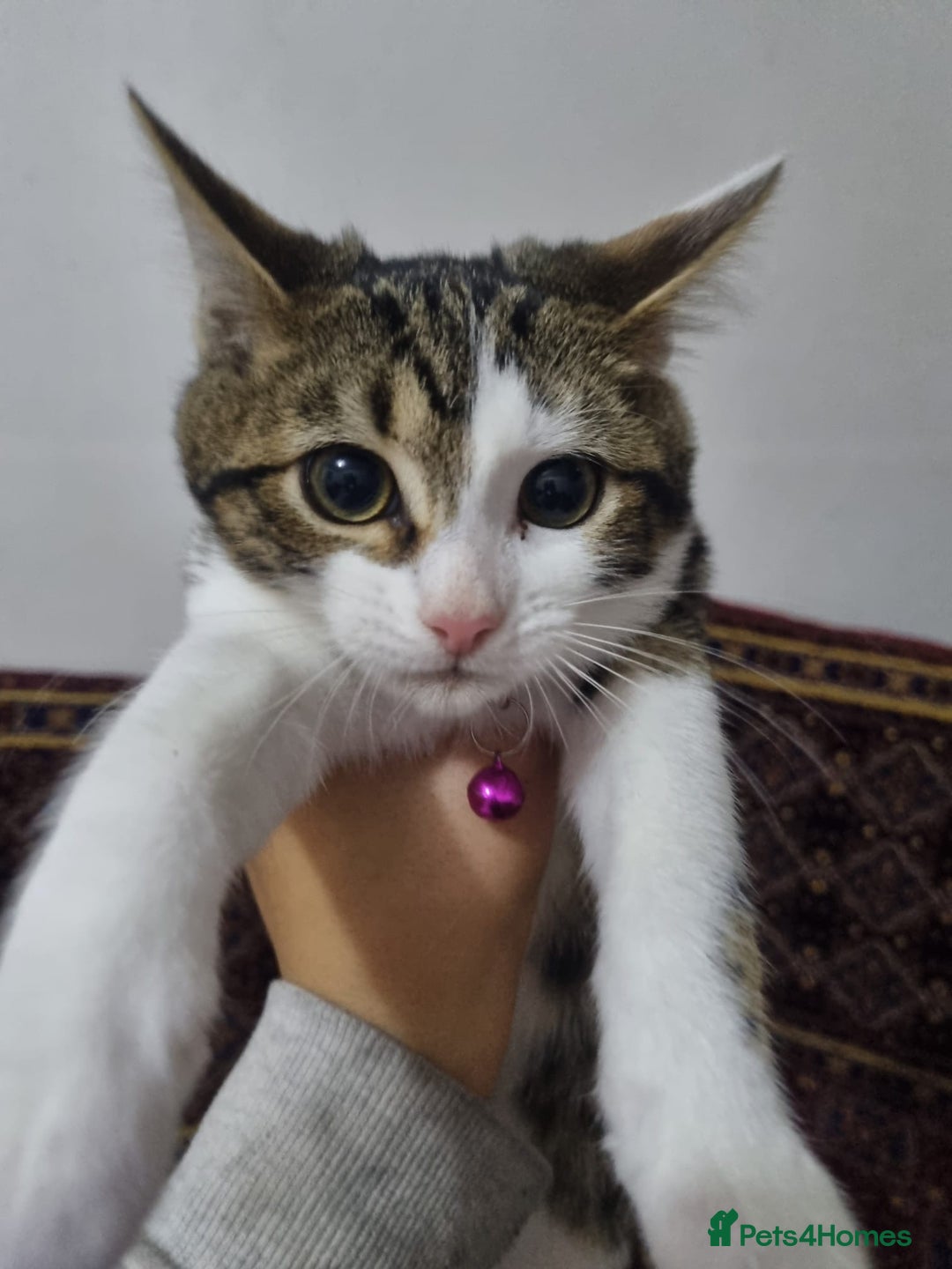 Bengal cats for sale: Bengal Kittens ( 14 WEEKS OLD )  - Image 4