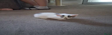 Mixed Breed Kitten 6