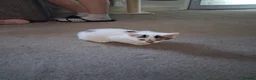 Mixed Breed cats for sale: Kittens looking for new home - Advert 3