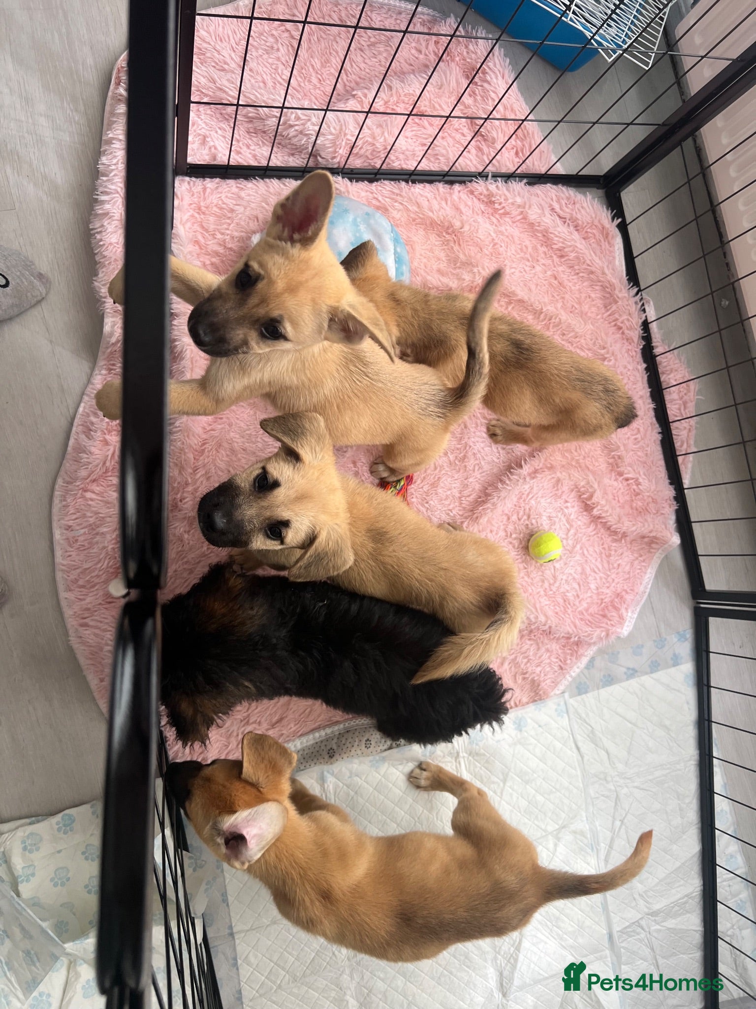 Mixed Breed dogs *ONLY 5 LEFT READY TO LEAVE* 7 Malkita X puppies - Advert 13