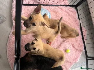 Mixed Breed dogs *ONLY 5 LEFT READY TO LEAVE* 7 Malkita X puppies - Advert 13