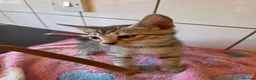 Bengal cats for sale: Bengal charcoal silver kittens from snow lynx mum - Advert 8