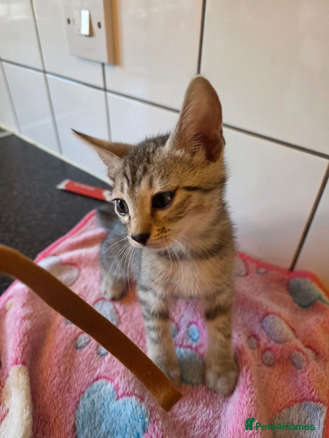 Bengal cats for sale: Bengal charcoal silver kittens from snow lynx mum - Advert 8