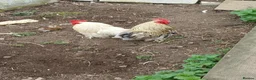 Chickens poultry for sale: 3 pekin bantam cockerals  - Advert 5