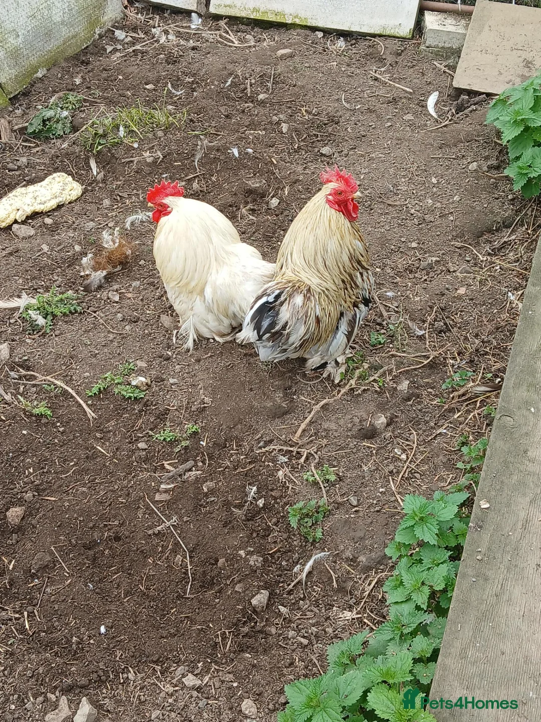 Chickens poultry for sale: 3 pekin bantam cockerals  - Advert 5