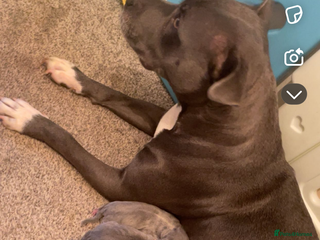 Staffordshire Bull Terrier dogs Blue Staffordshire bull terrier puppies - Advert 2