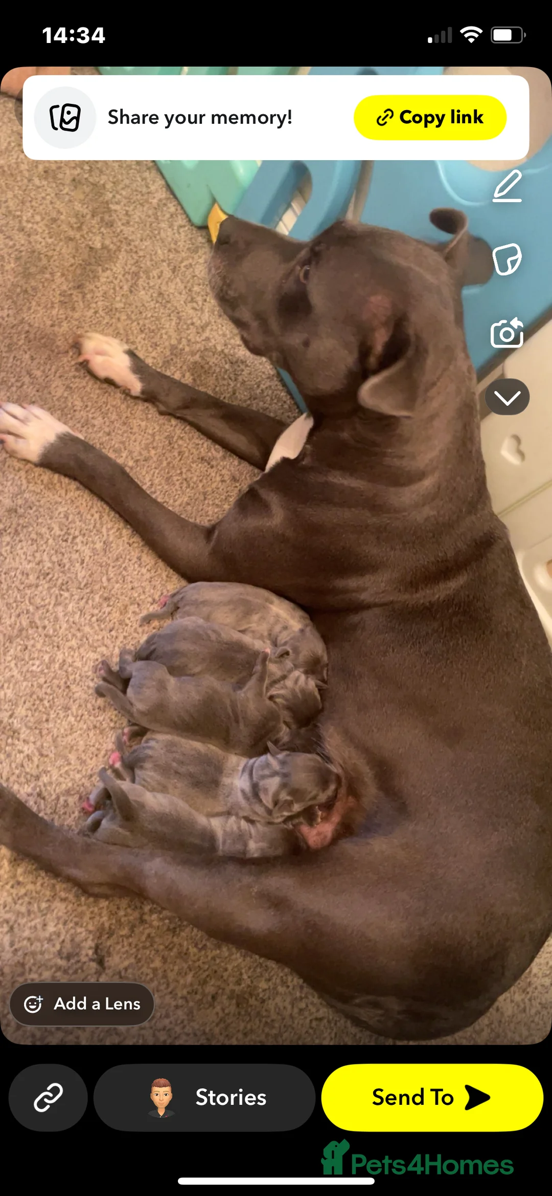 Staffordshire Bull Terrier dogs for sale: Blue Staffordshire bull terrier puppies  - Advert 1