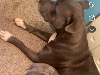 Staffordshire Bull Terrier dogs Blue Staffordshire bull terrier puppies - Advert 19