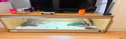 Bearded Dragon reptiles for sale: Bearded dragon and full vivarium set up in Cardiff - Advert 3